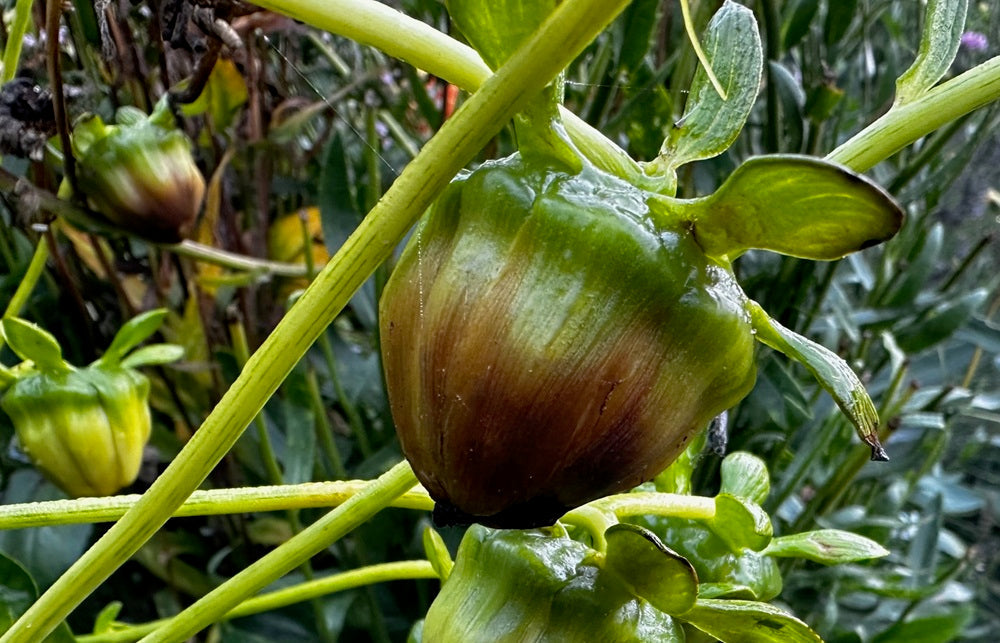 Maximizing Dahlia Seed Longevity: Science-Based Storage  Dahlia Doctor
