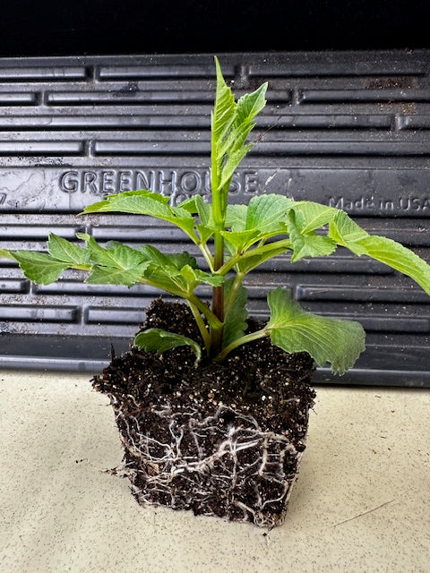 green dracaena Dracaena Randy (Dragon Plant)