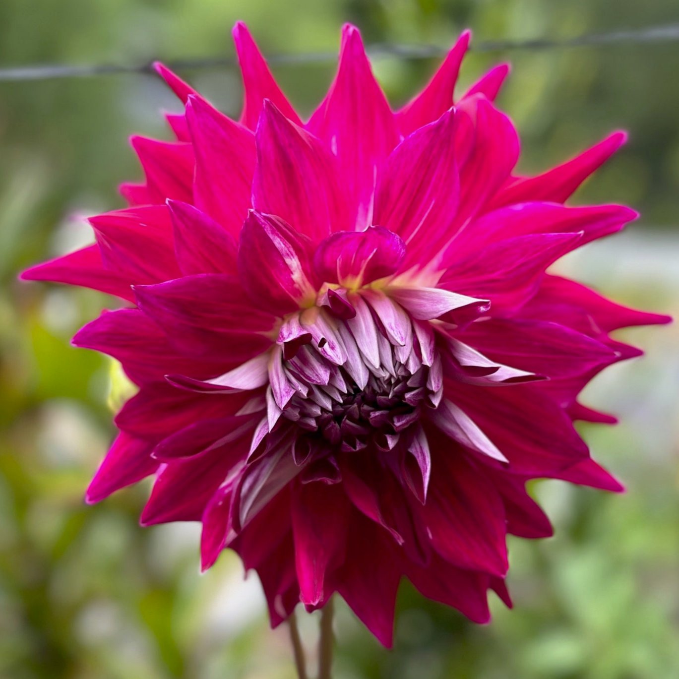 Dahlia 'A Dark Horse'