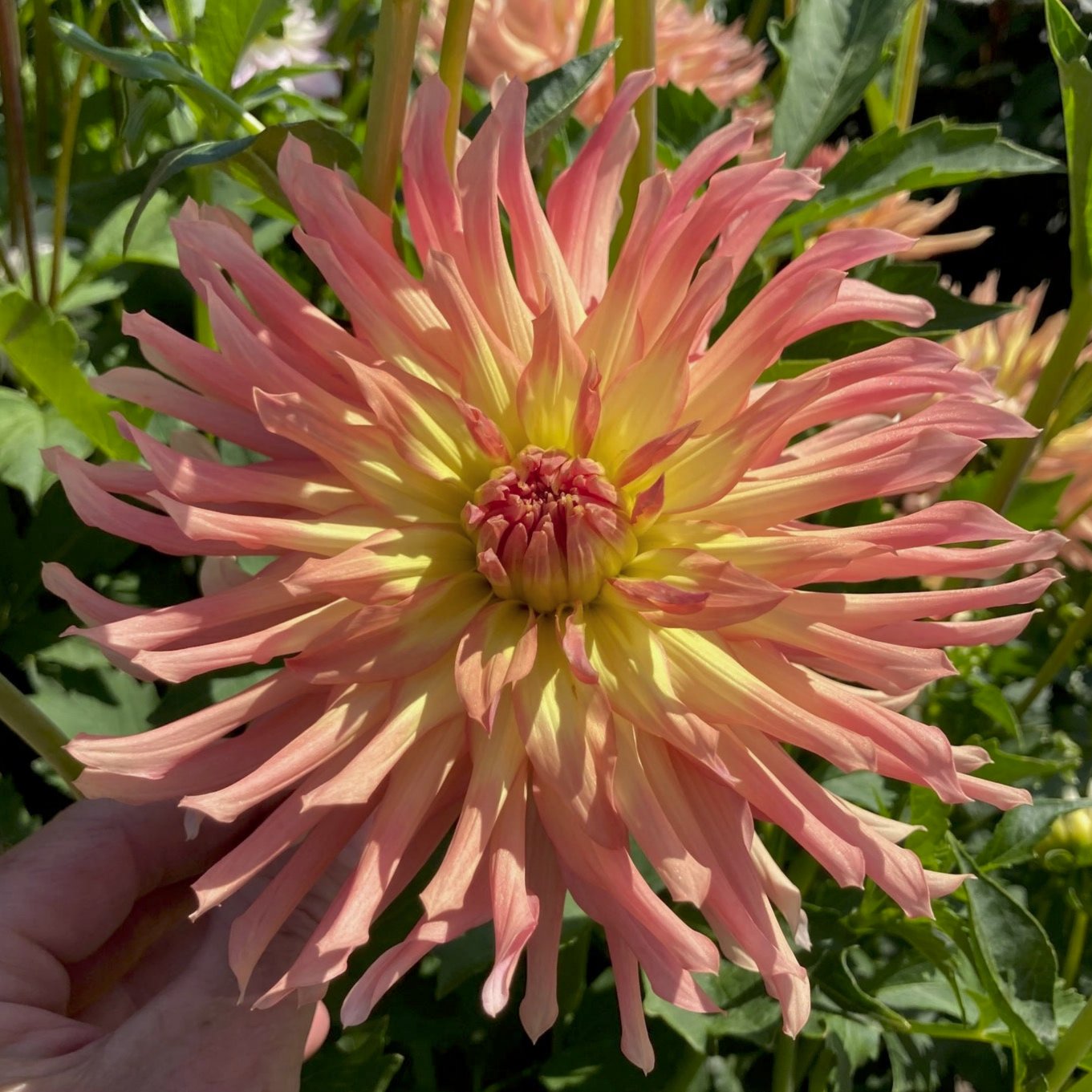 Dahlia 'Camano Sitka'
