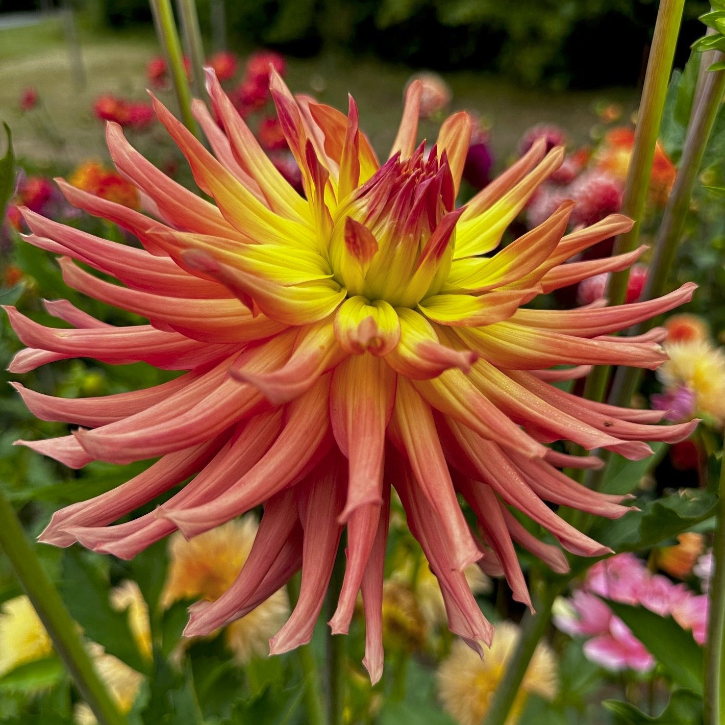 Dahlia 'Camano Sitka'
