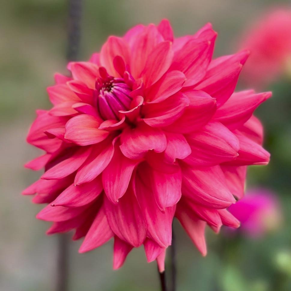 Dahlia 'Cheers'