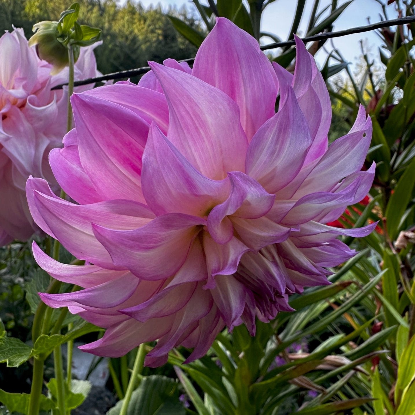 Dahlia 'Colorado Classic'