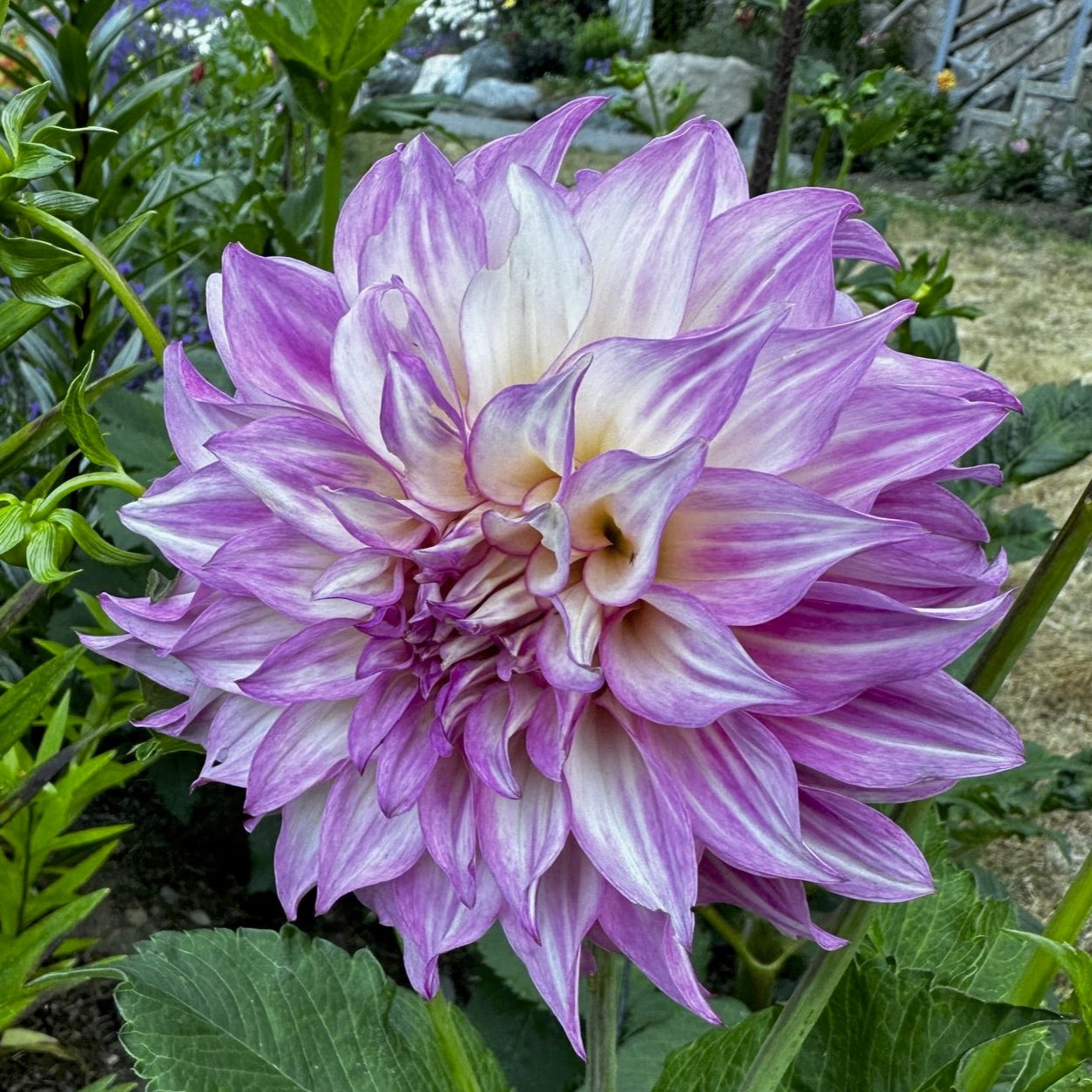 Dahlia 'Colorado Classic'
