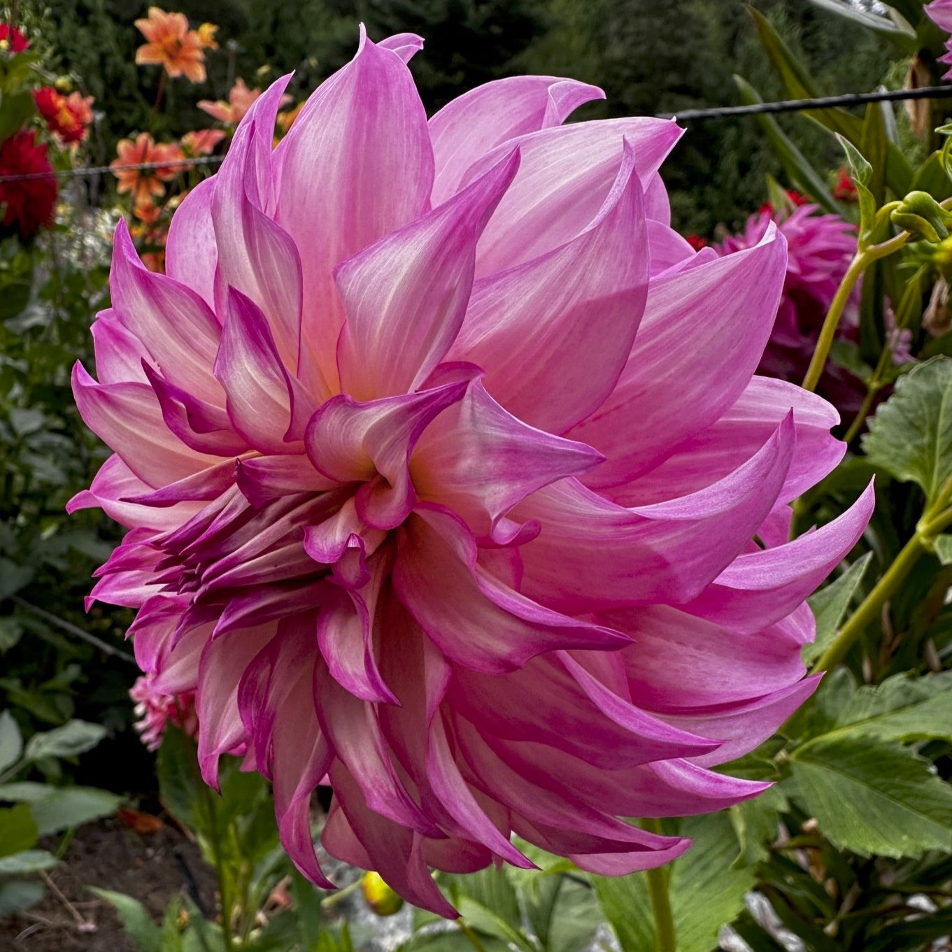 Dahlia 'Colorado Classic'