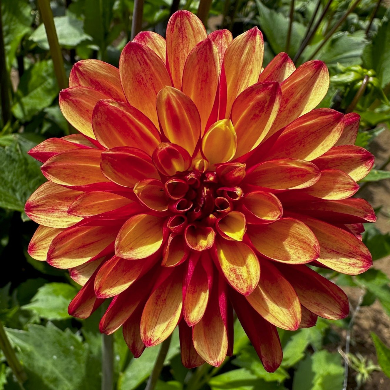 Dahlia 'Crazy Legs'