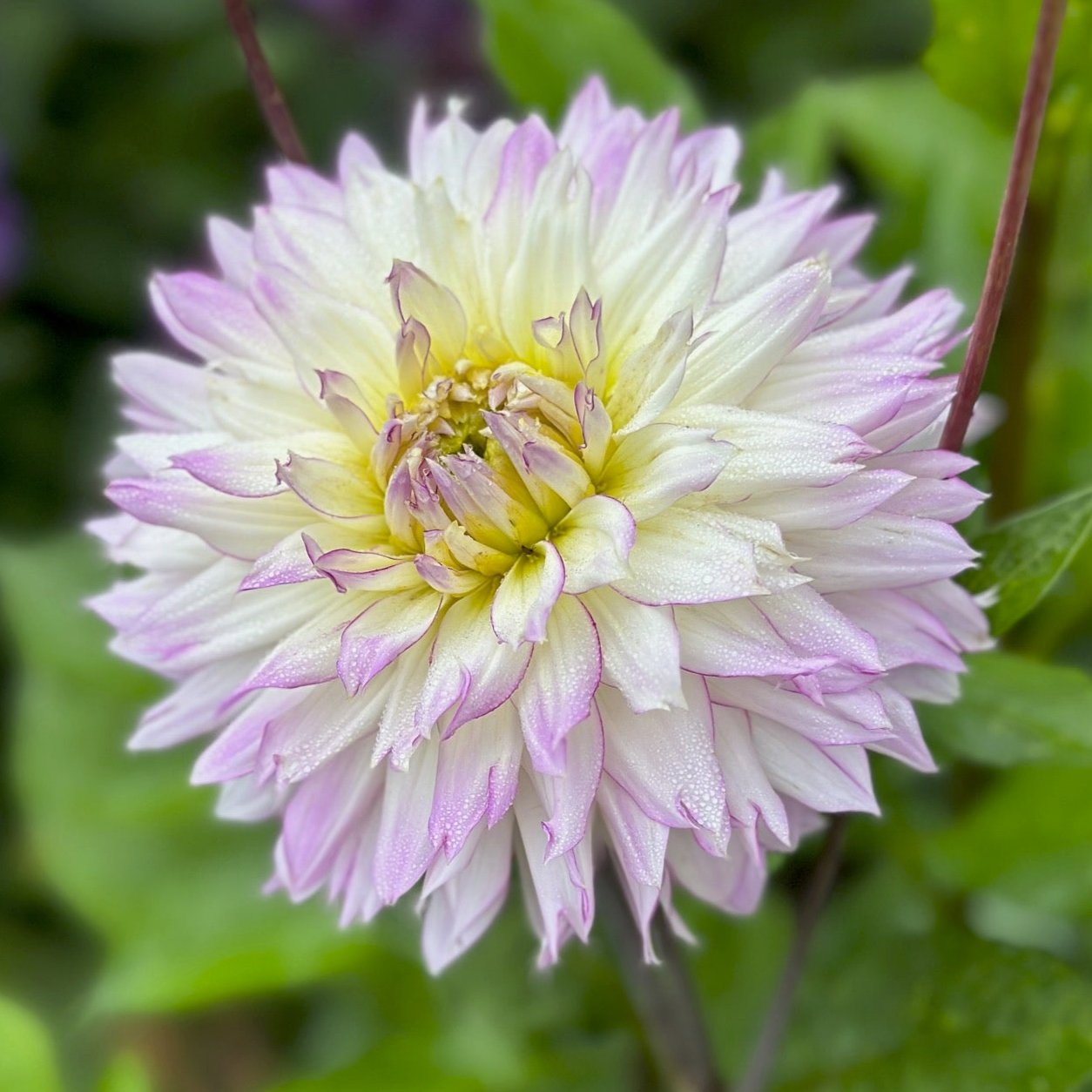 Dahlia 'Crazy Love'