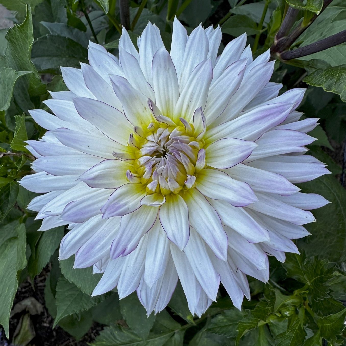 Dahlia 'Crazy Love'