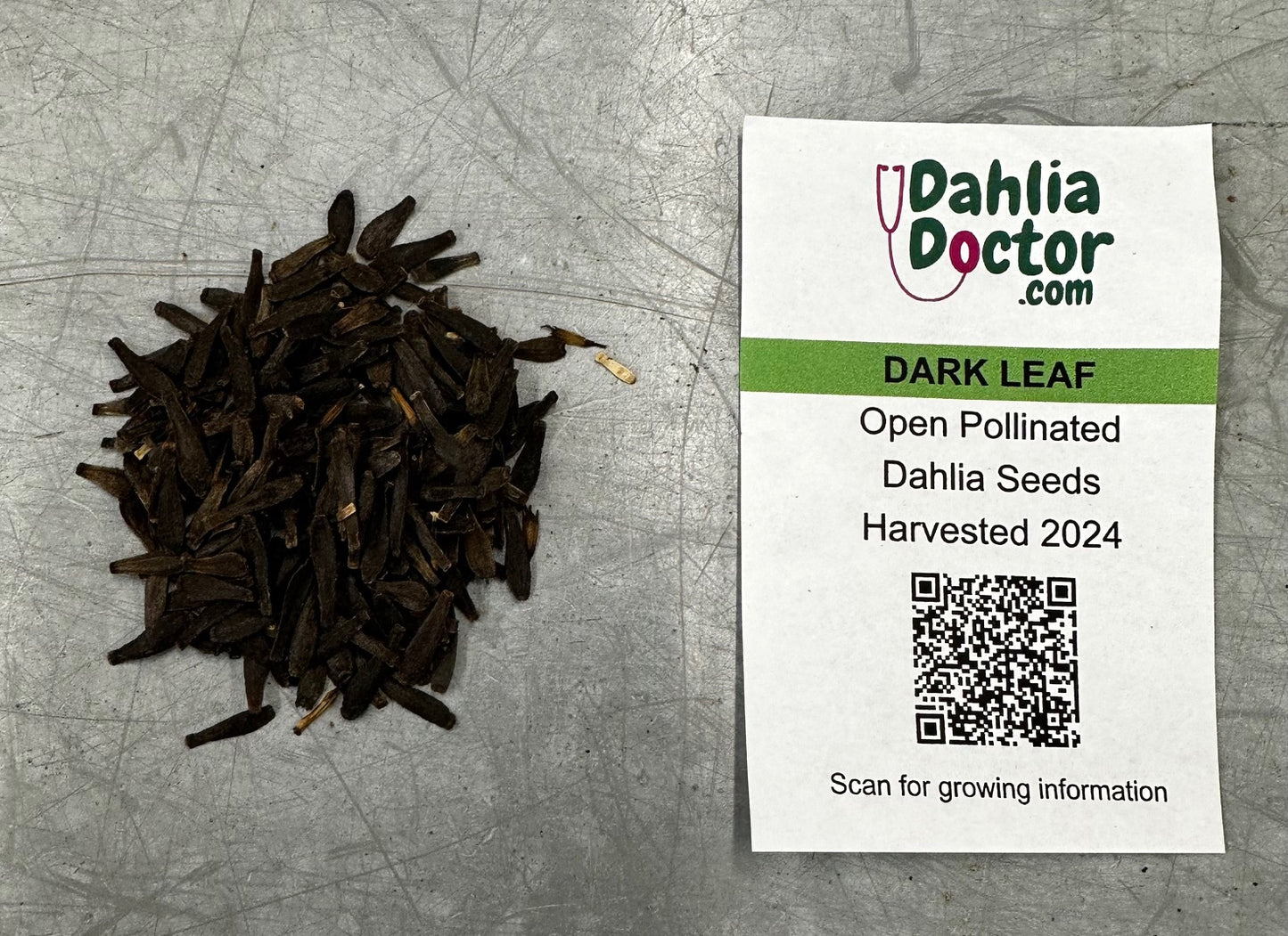 Dark-Leaf Dahlia Seeds
