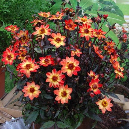 Dark Angel Star Wars (single tuber)