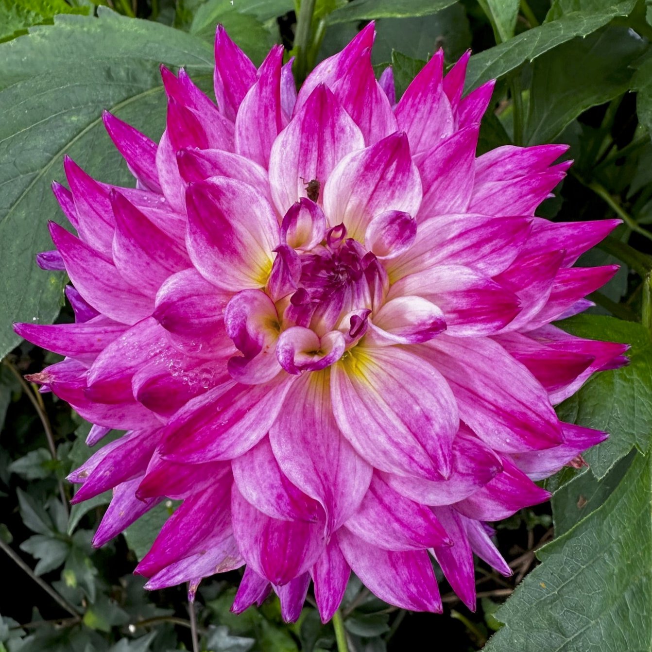 Dahlia 'Enchantress'