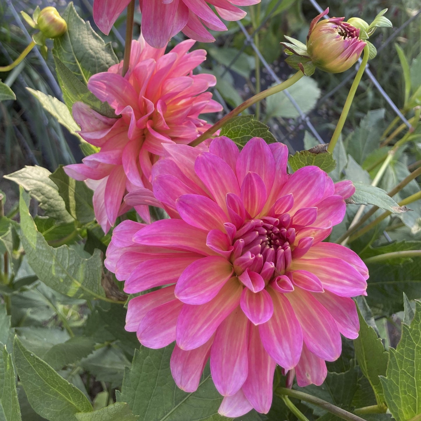 Dahlia 'Excentric'