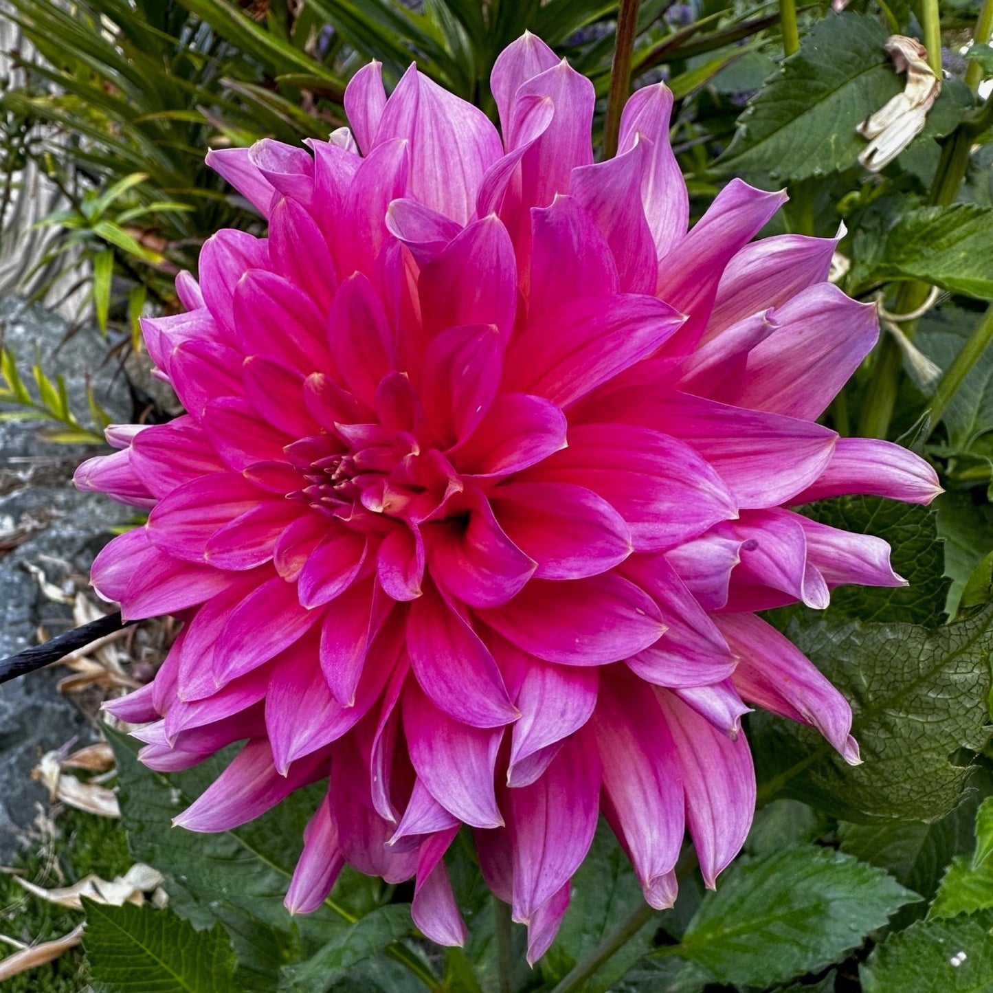 Dahlia 'Excentric'