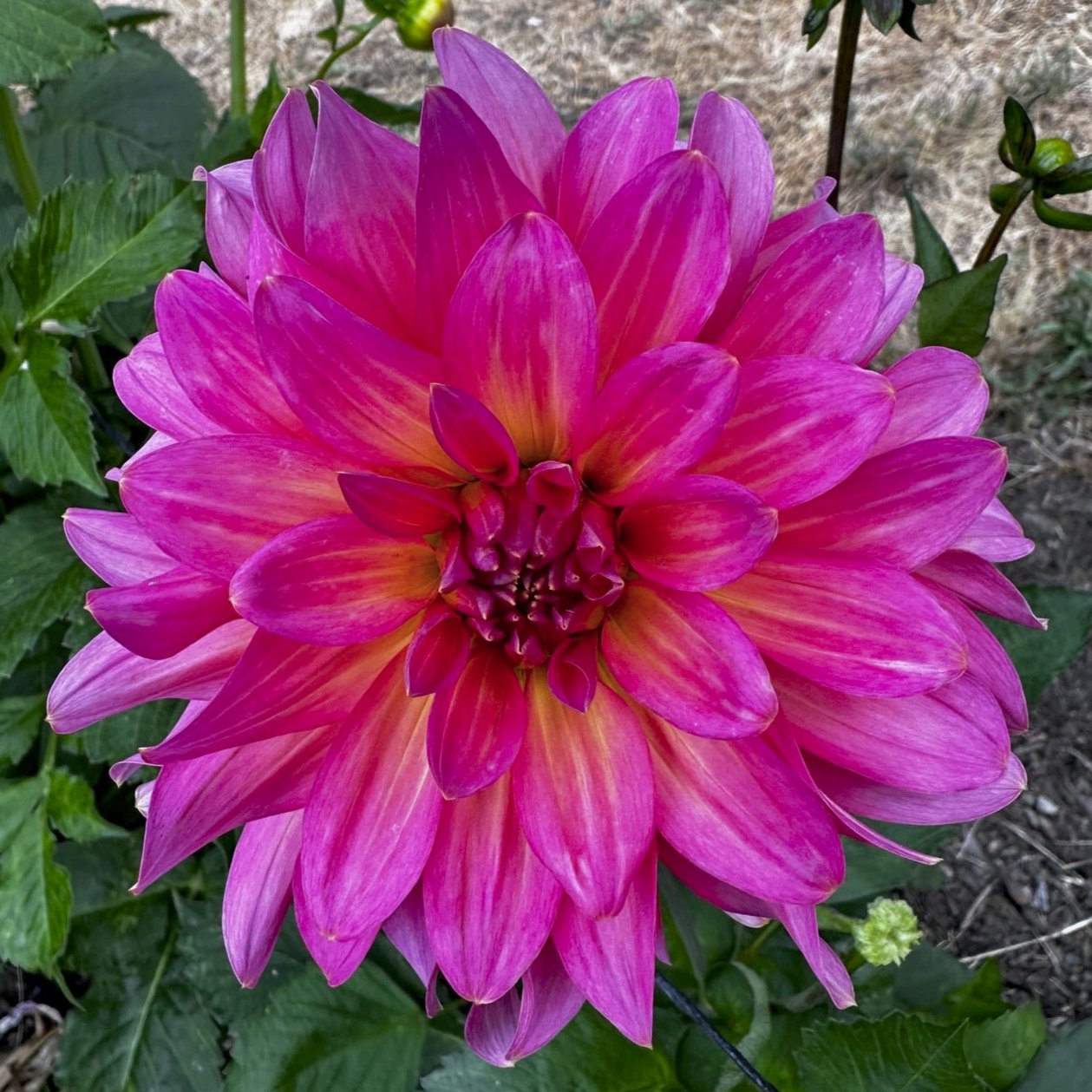 Dahlia 'Excentric'