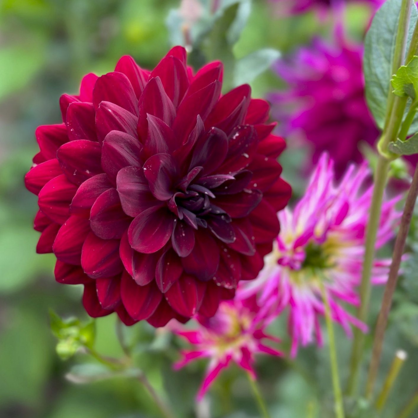 Dahlia 'Fidalgo Knight'