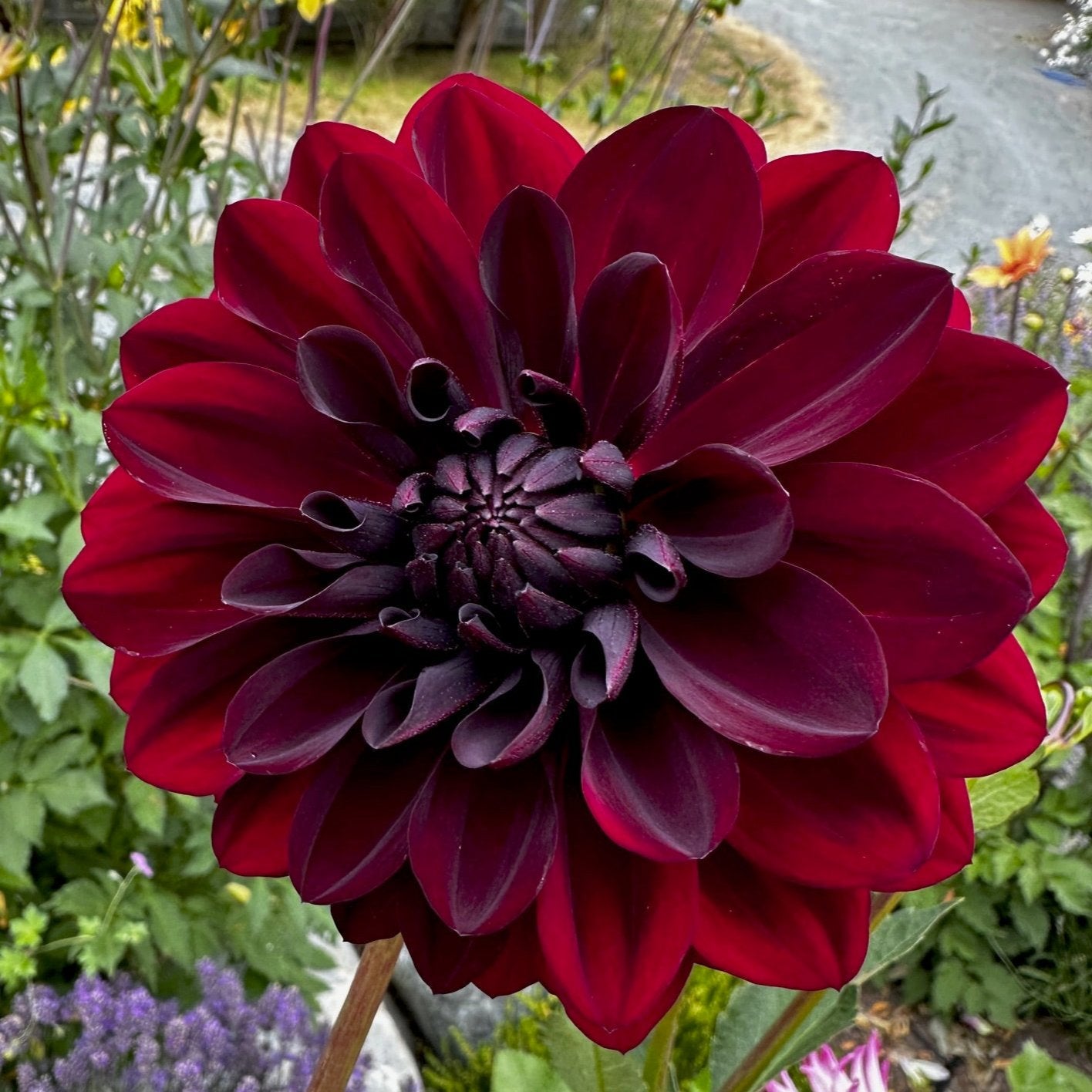 Dahlia 'Fidalgo Knight'