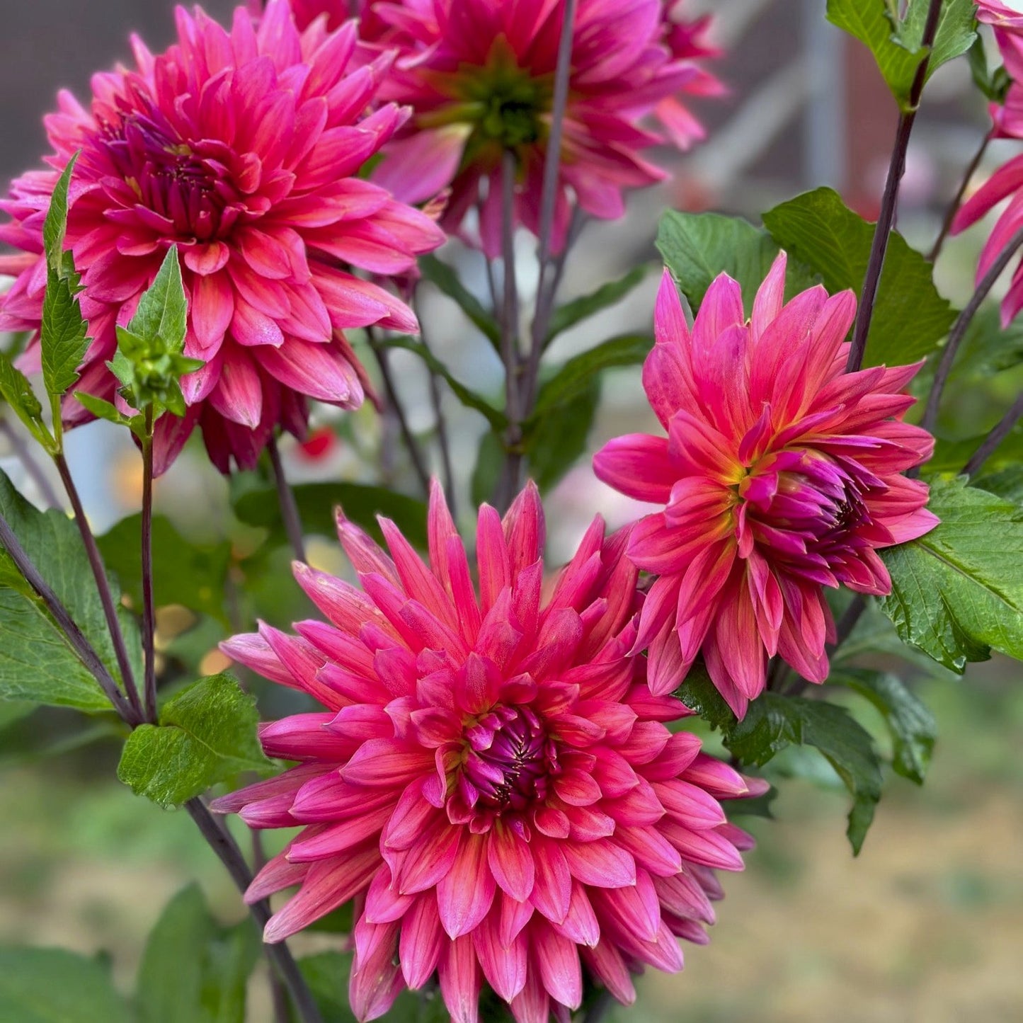 Dahlia 'Fire Magic'
