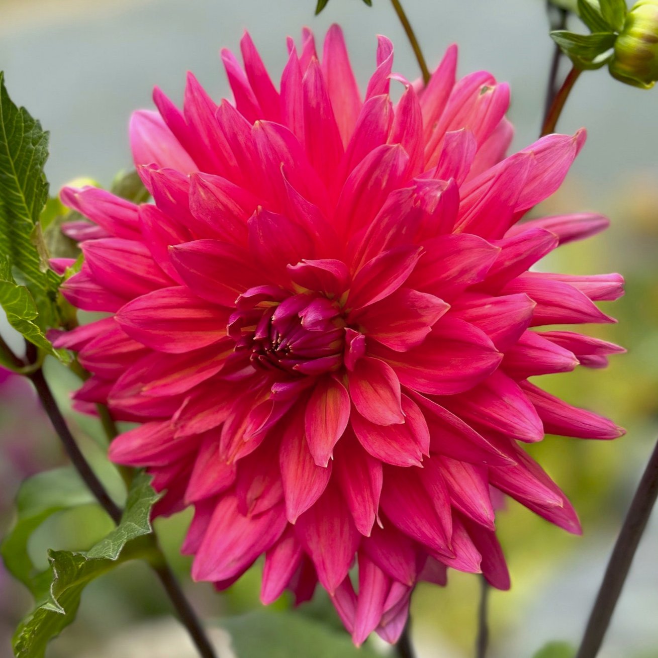 Dahlia 'Fire Magic'