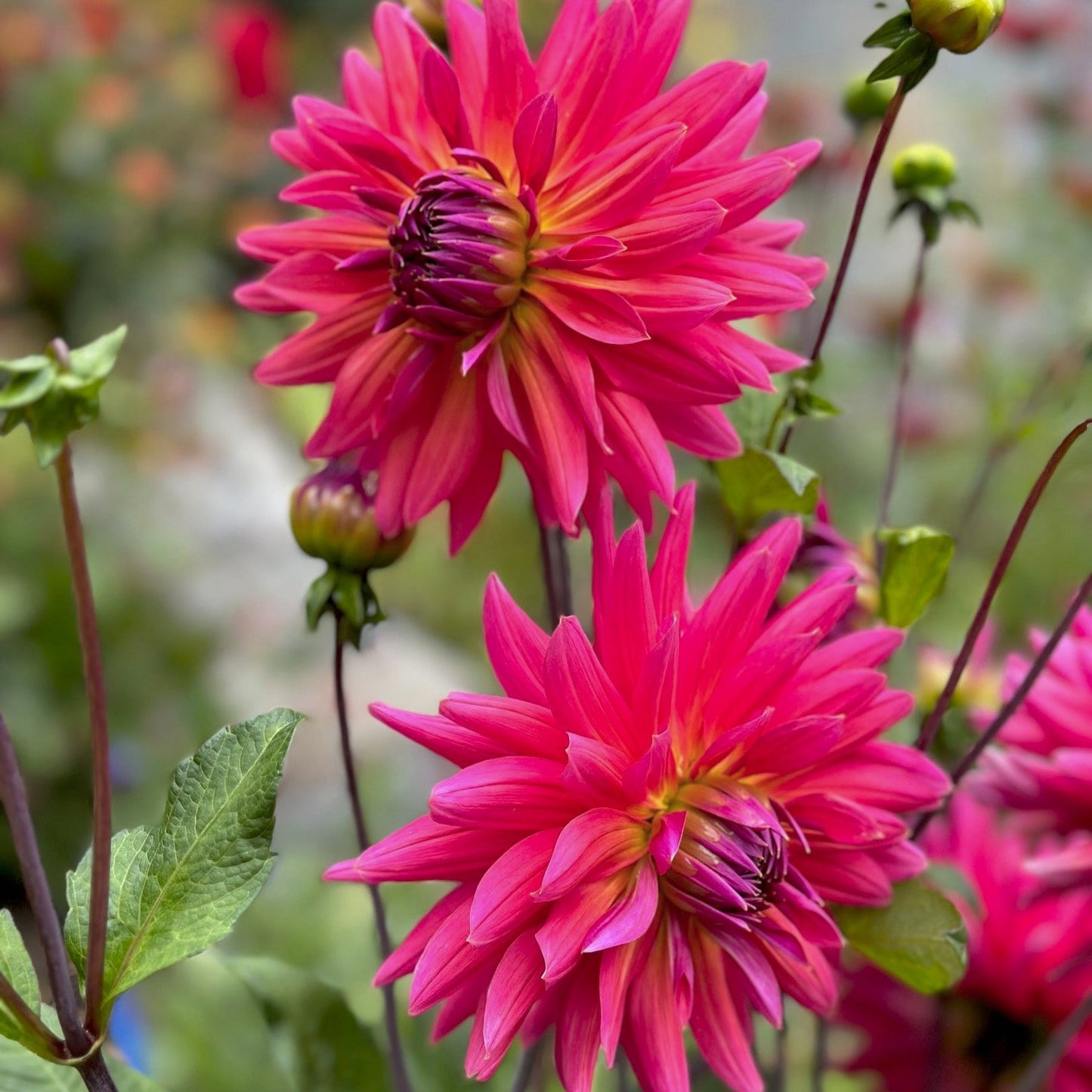 Dahlia 'Fire Magic'