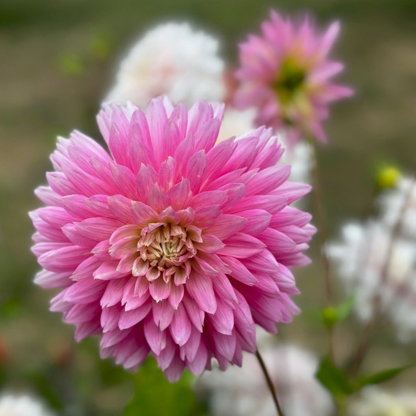 Dahlia 'Gay Princess'
