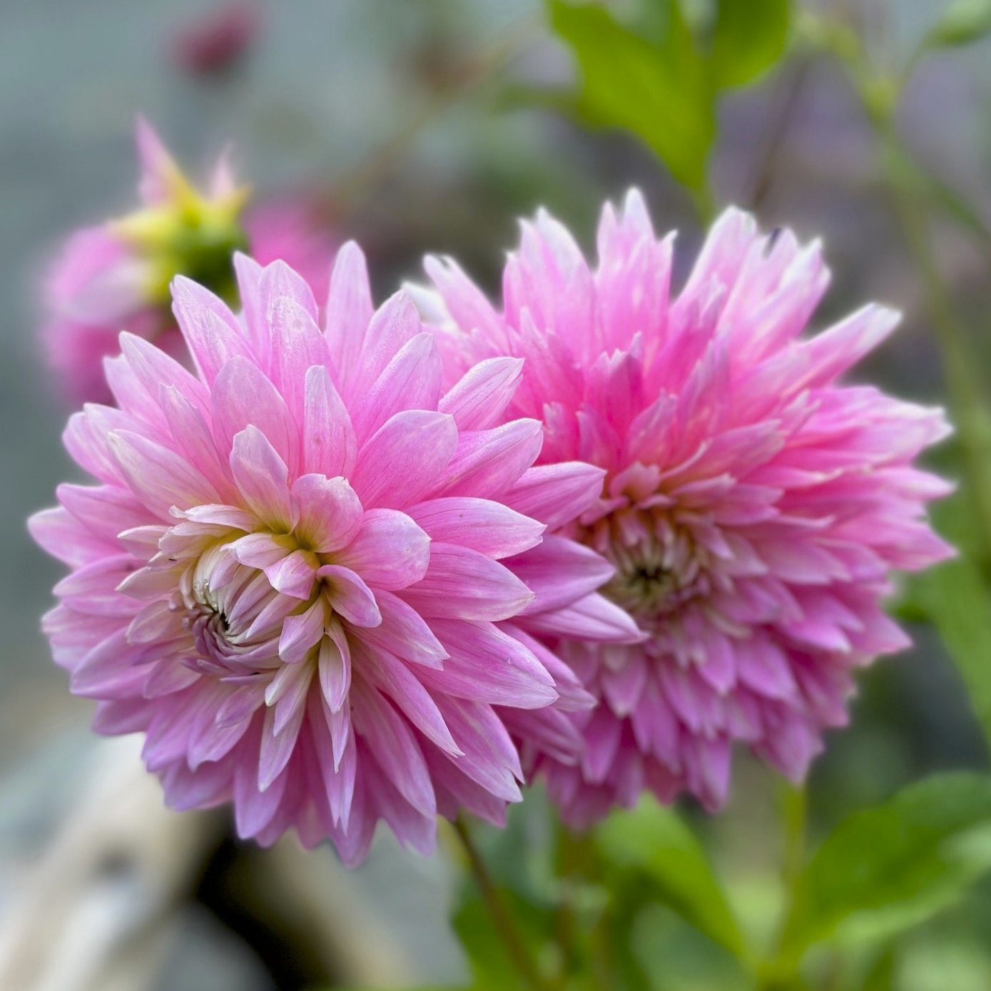 Dahlia 'Carolyn Wagner'