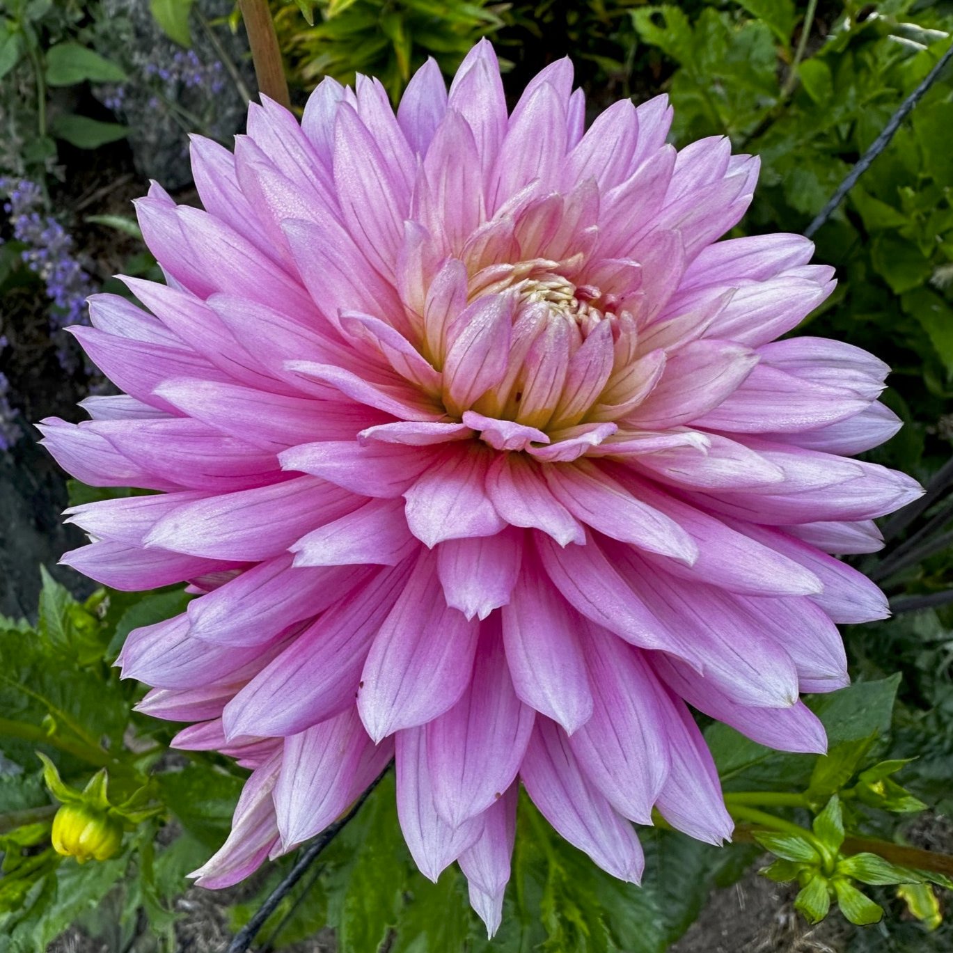 Dahlia 'Carolyn Wagner'