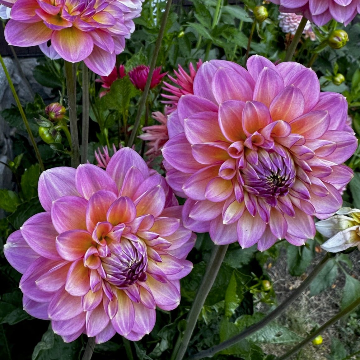 Dahlia 'Gerrie Hoek'