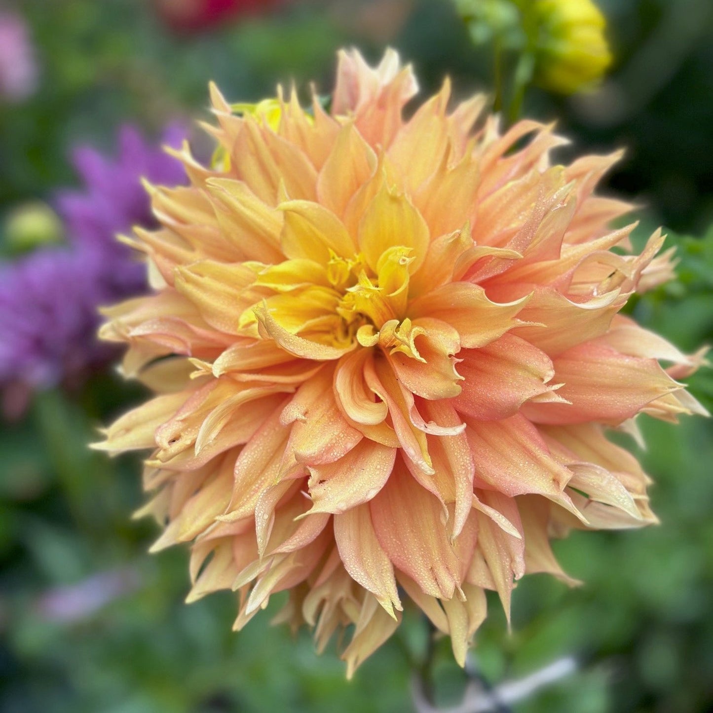 Dahlia 'Ginger Crush'