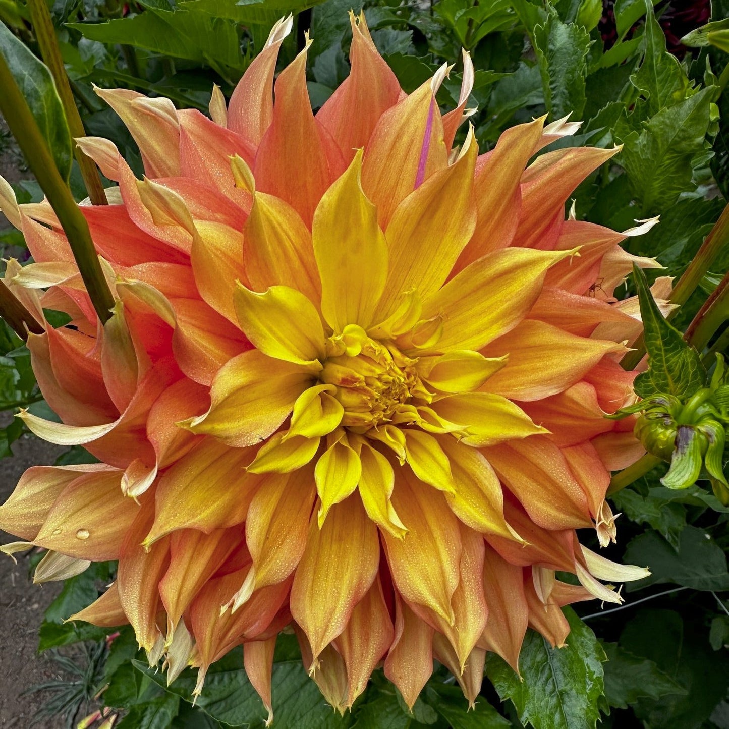 Dahlia 'Gerrie Hoek'