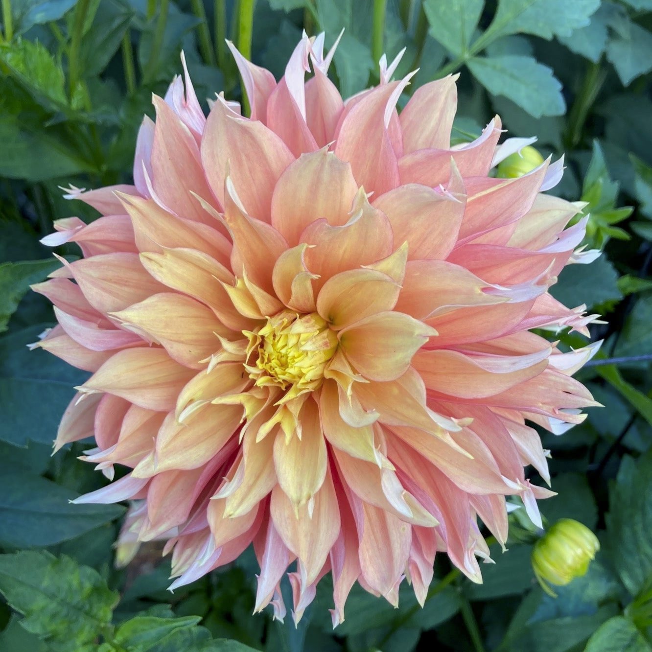 Dahlia 'Gerrie Hoek'