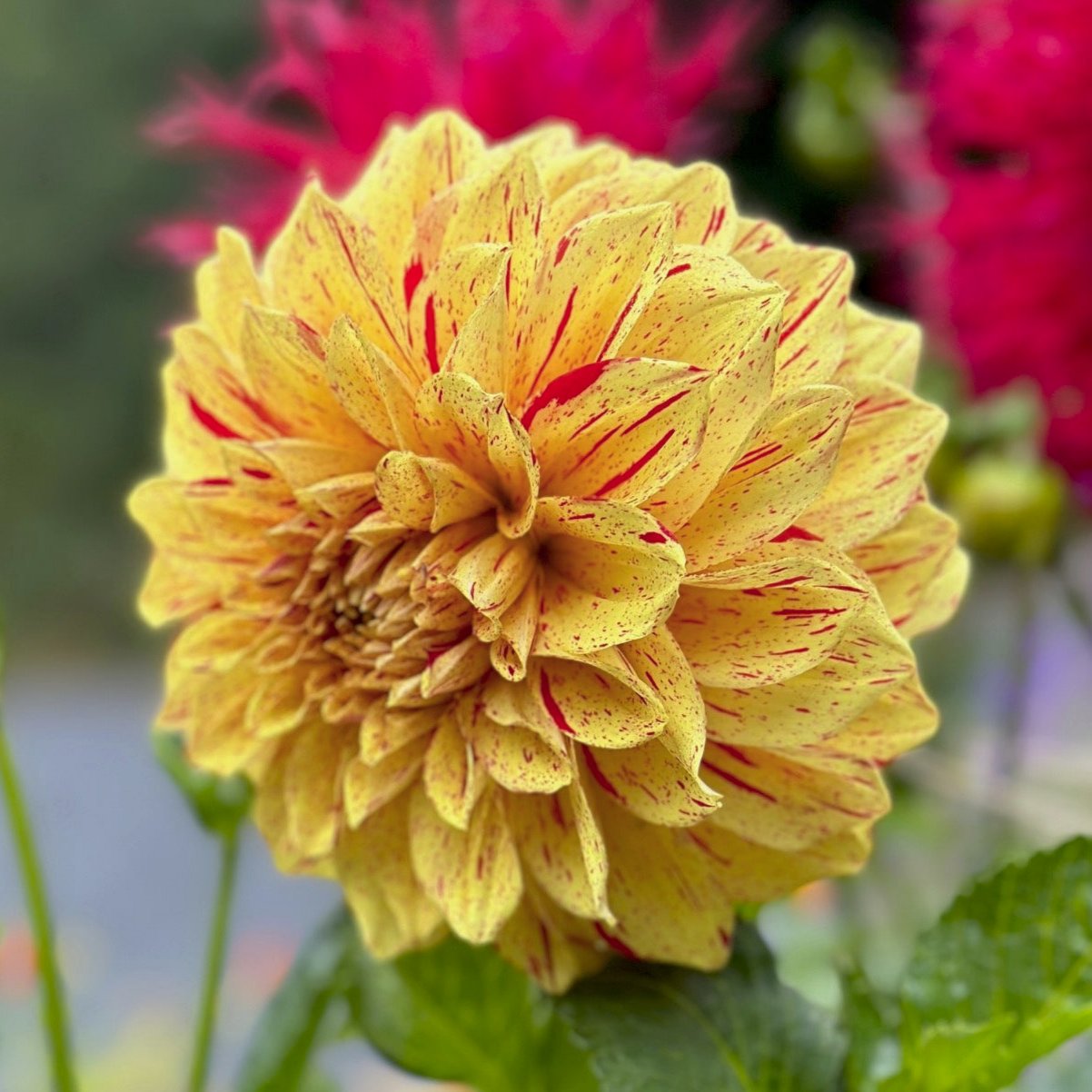 Dahlia 'Gloriosa'