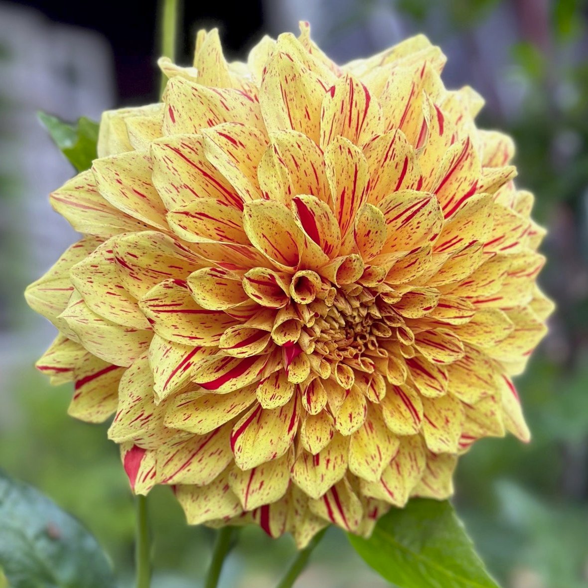 Dahlia 'Gloriosa'
