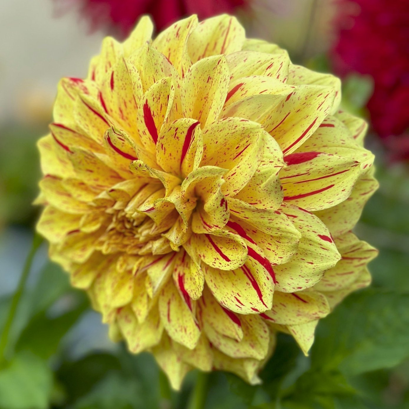 Dahlia 'Gloriosa'