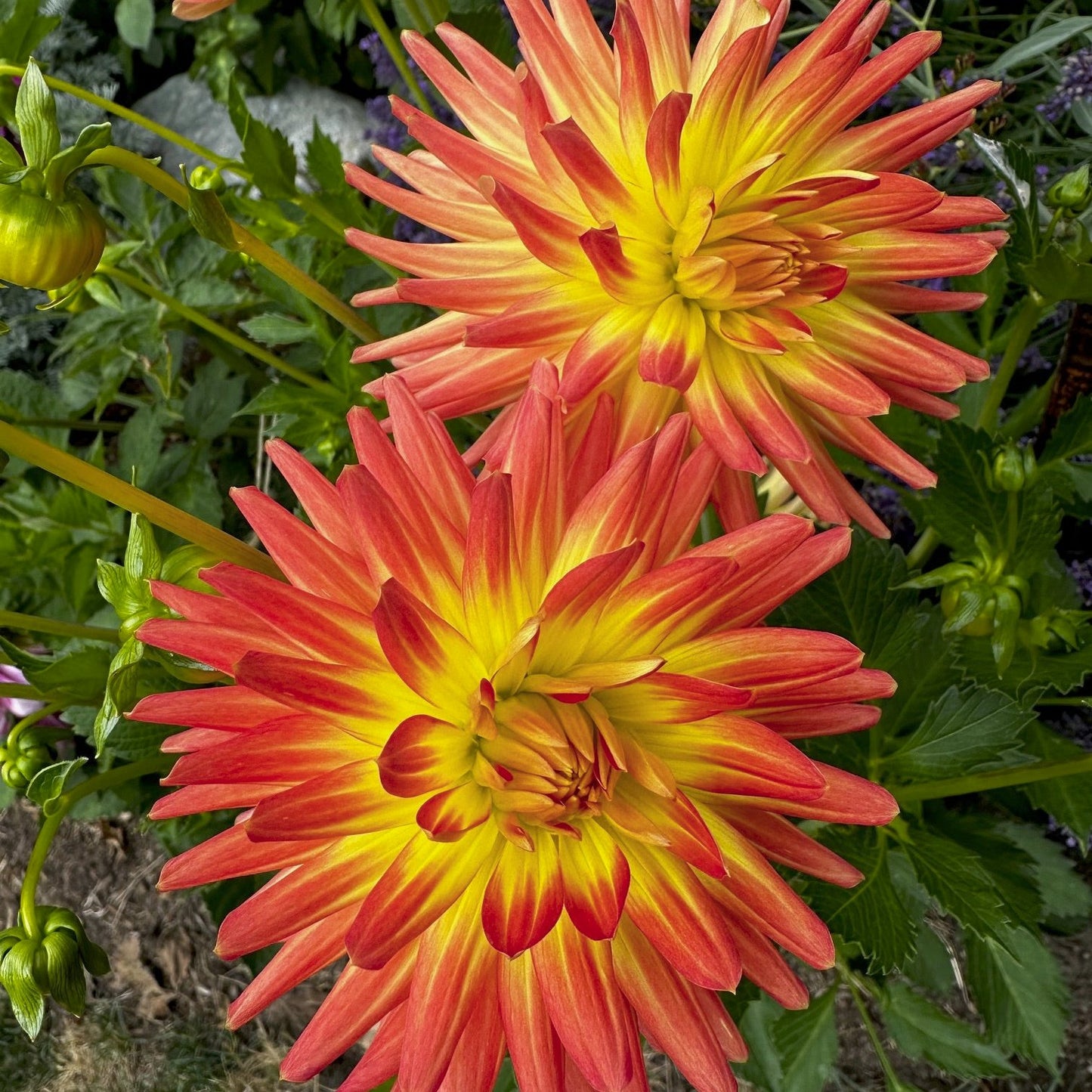 Dahlia 'Goodrich Elizabeth'