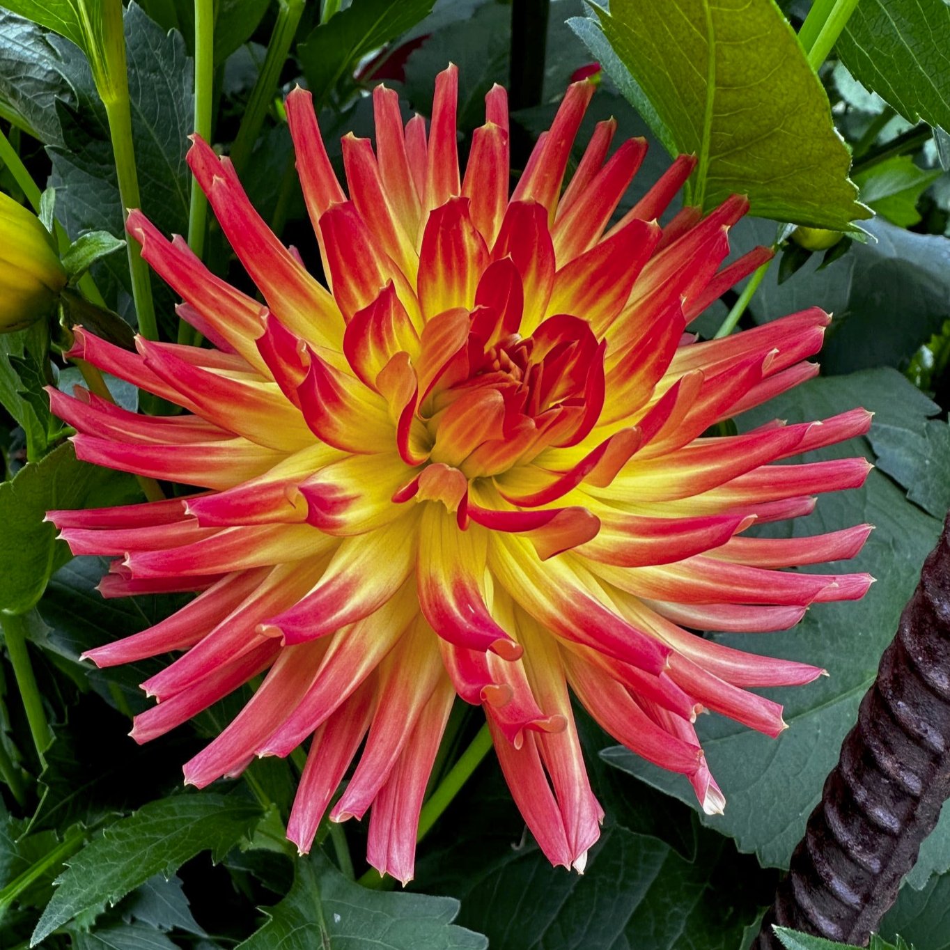 Dahlia 'Goodrich Elizabeth'