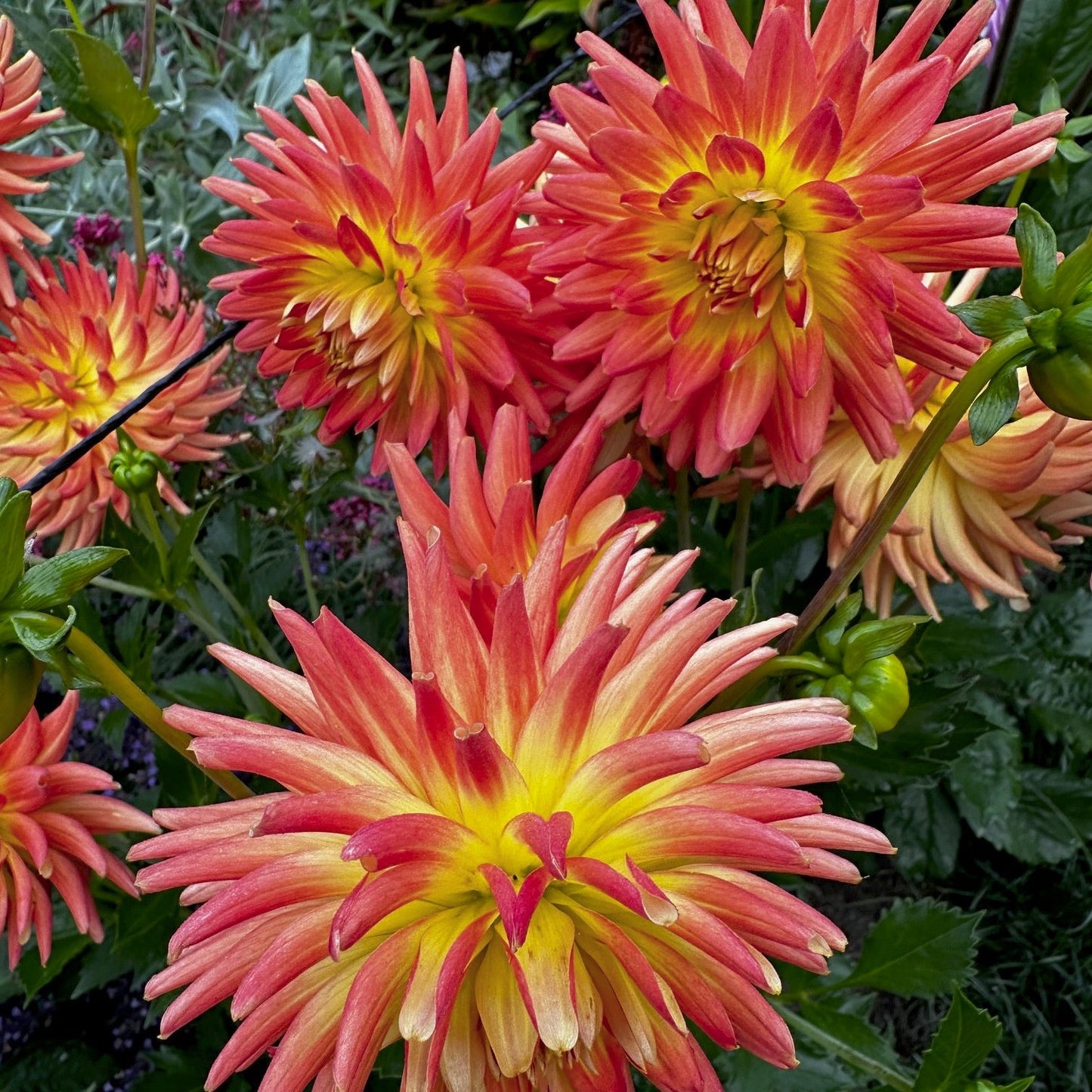 Dahlia 'Goodrich Elizabeth'