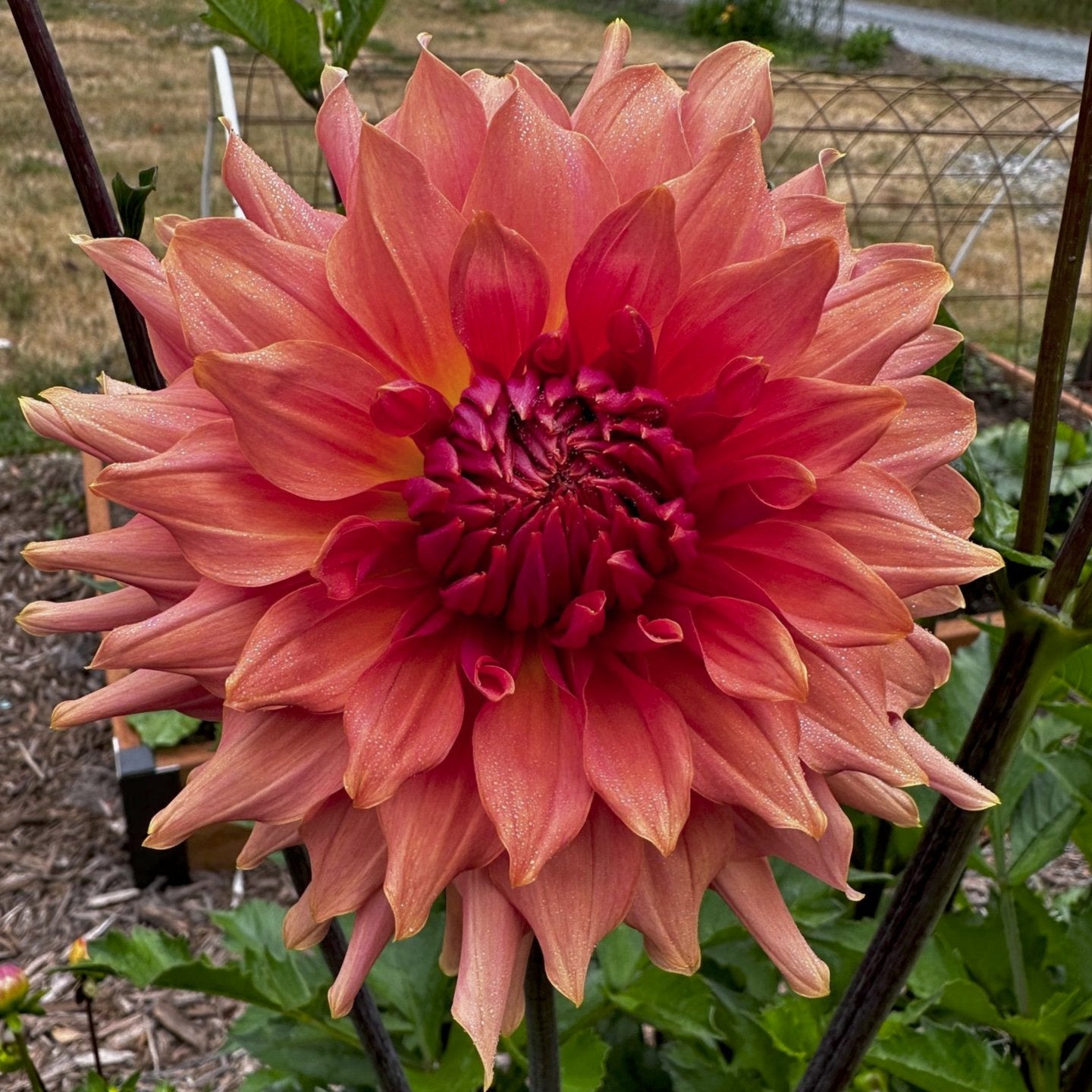 Dahlia 'Hee Haugh'