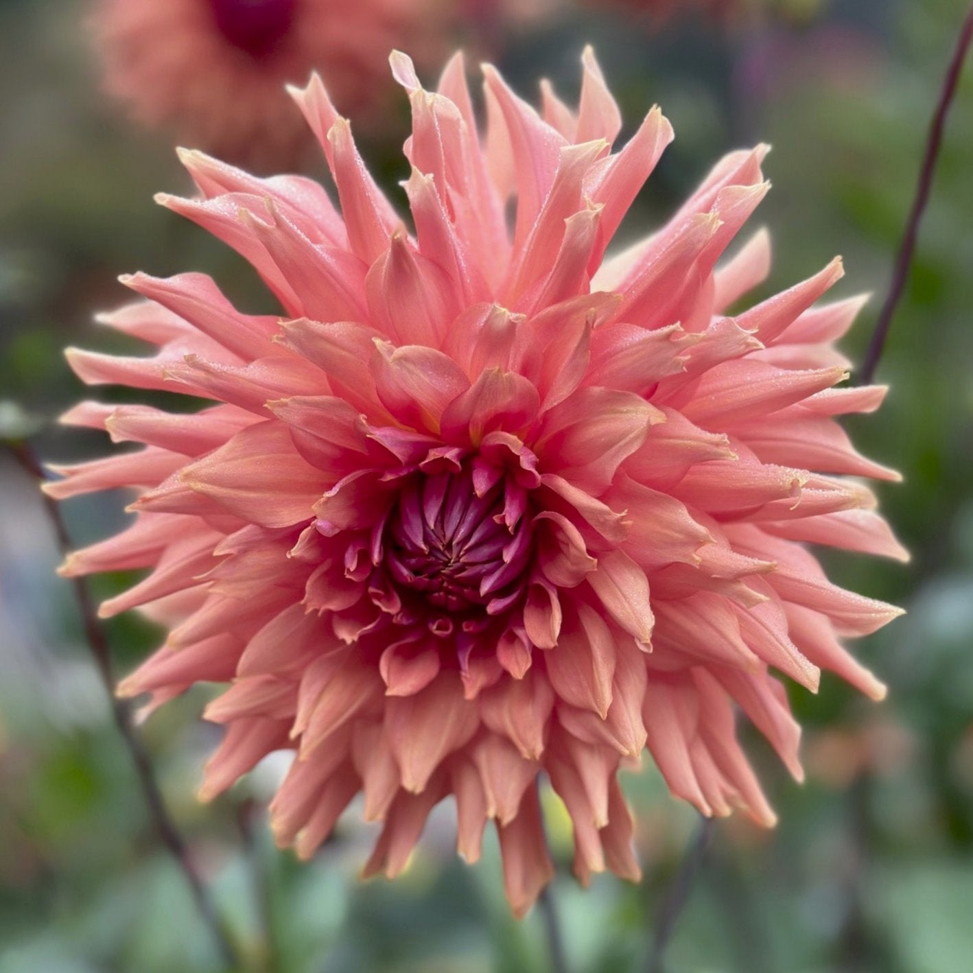 Dahlia 'Hee Haugh'