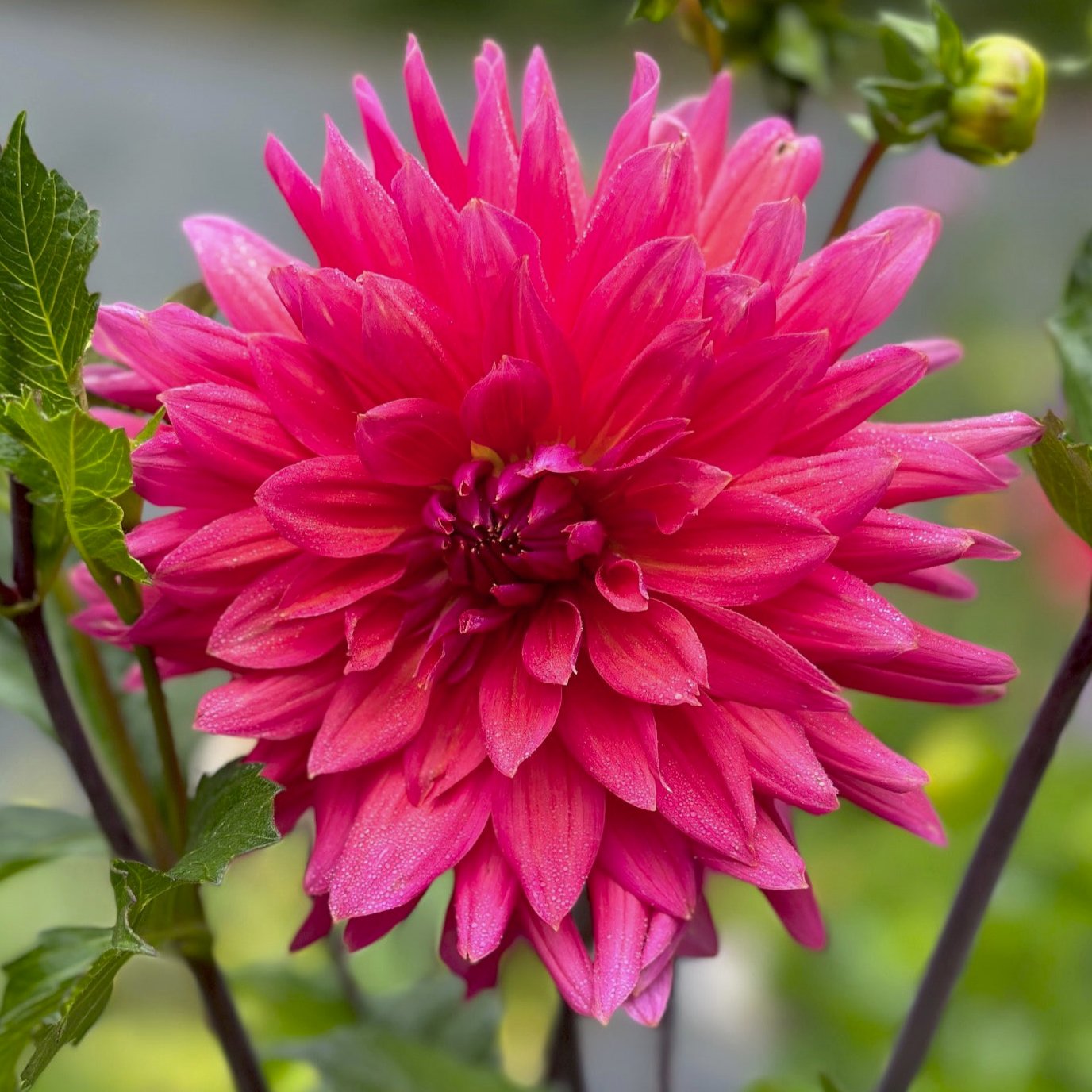 Dahlia 'Hee Haugh'
