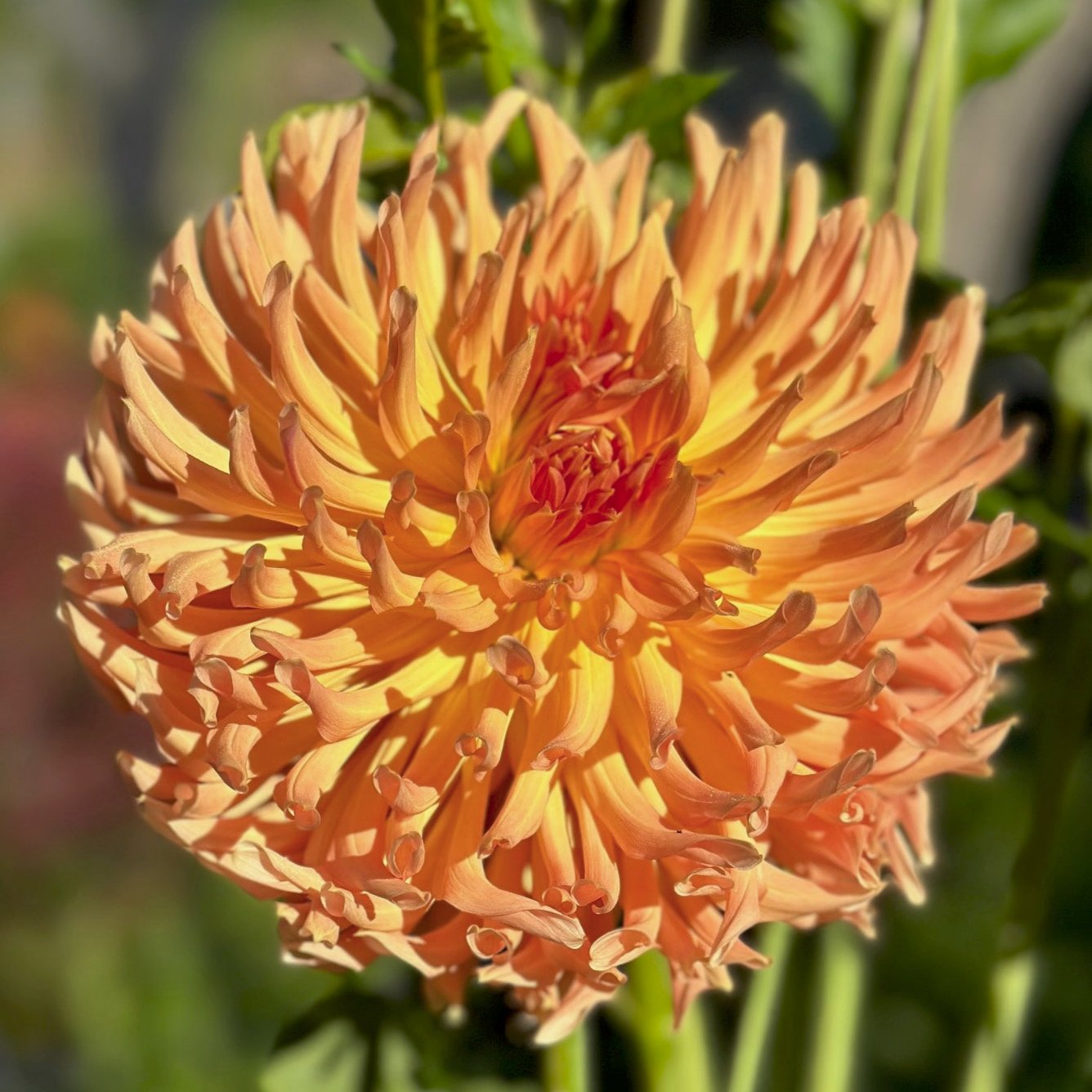 Dahlia 'Hollyhill Dungeness'