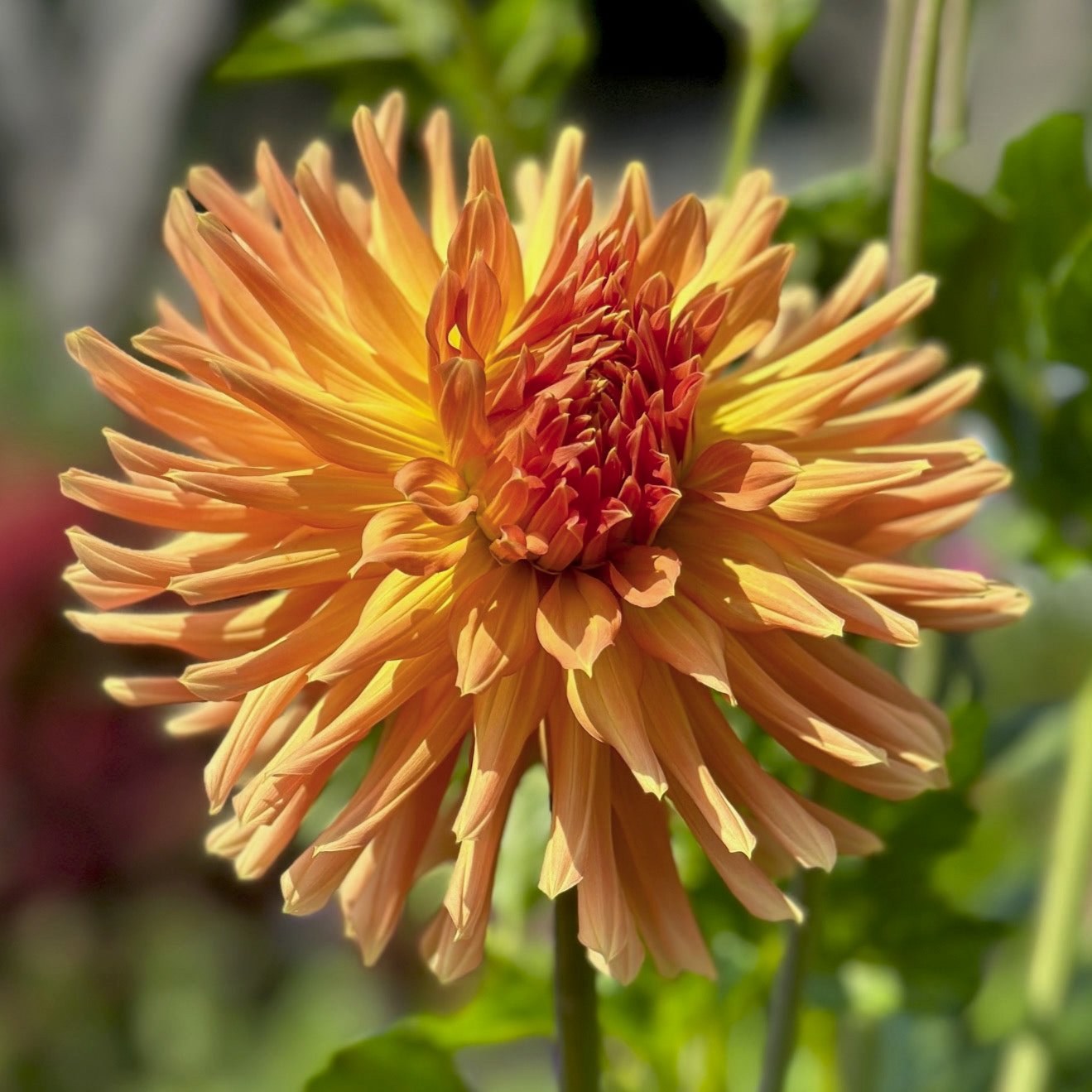 Dahlia 'Hollyhill Dungeness'