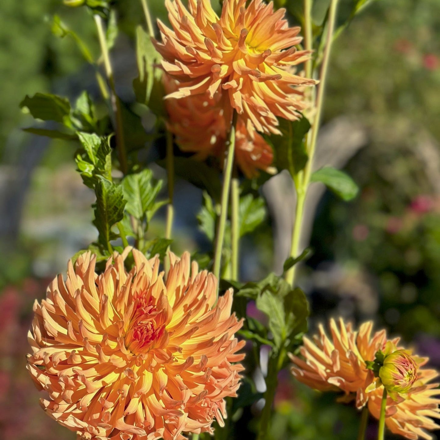 Dahlia 'Hollyhill Dungeness'