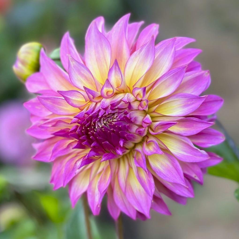 Dahlia 'Hollyhill Gloria'