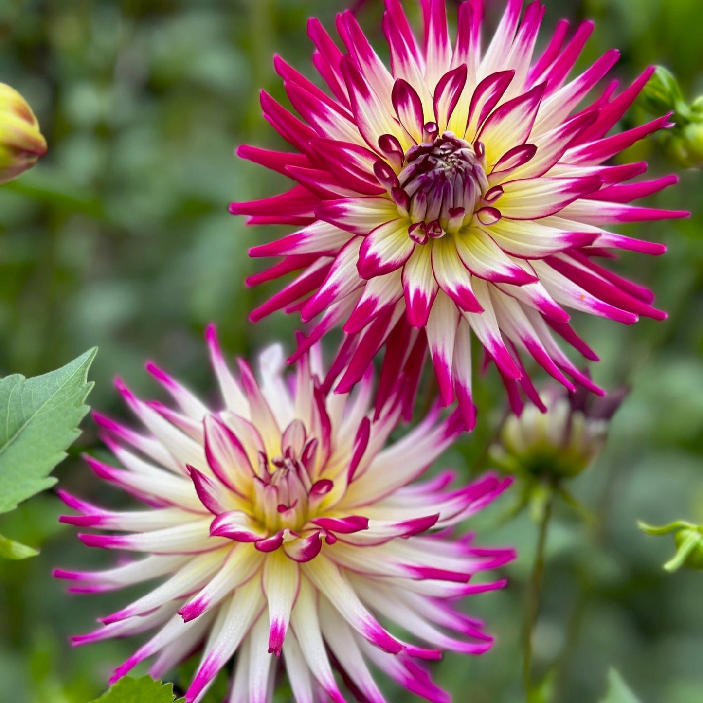 Dahlia 'Hollyhill Starburst'