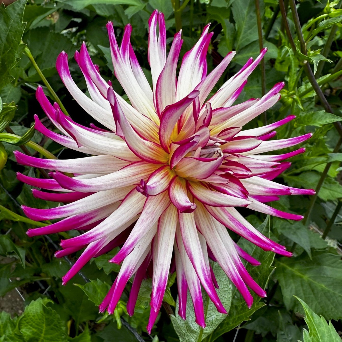 Dahlia 'Hollyhill Starburst'