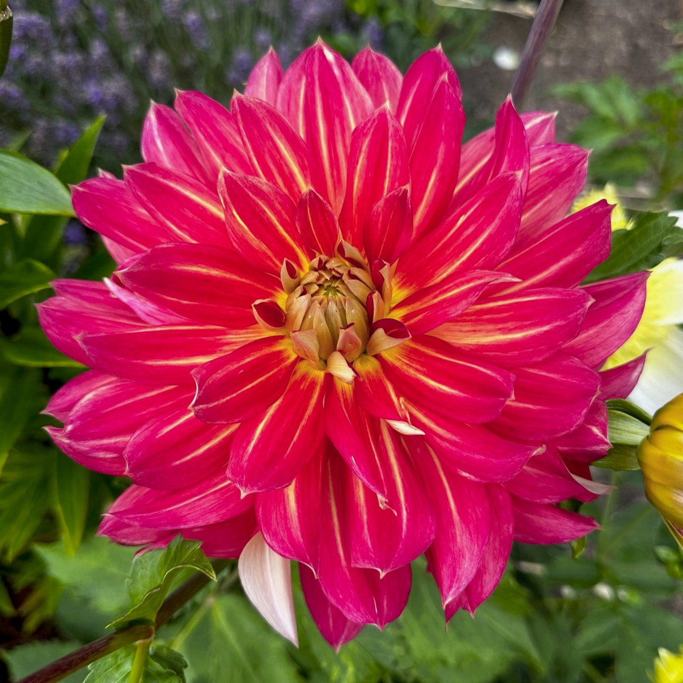 Dahlia 'Hometown Hero'