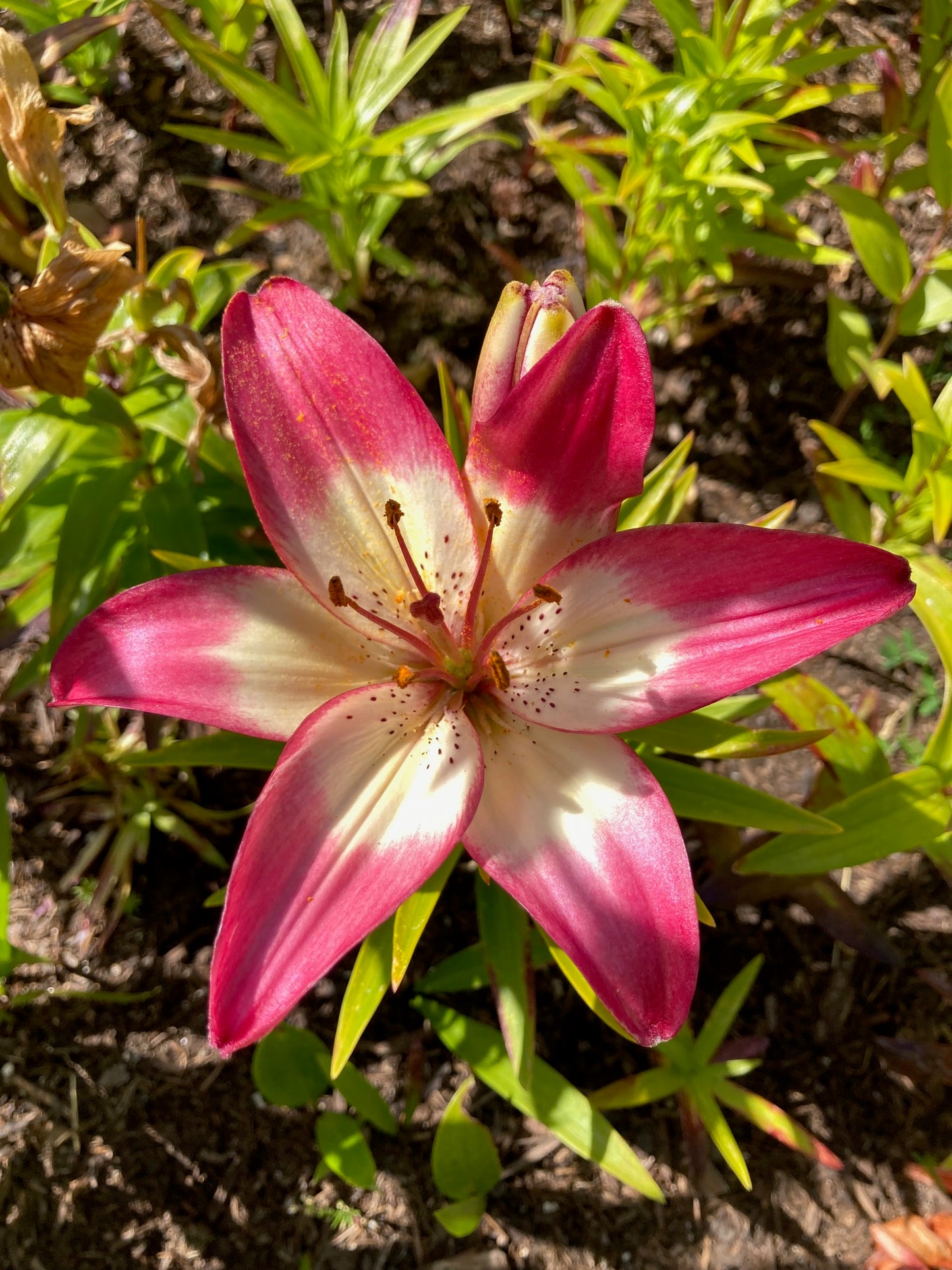 Asiatic Lily Bulbs