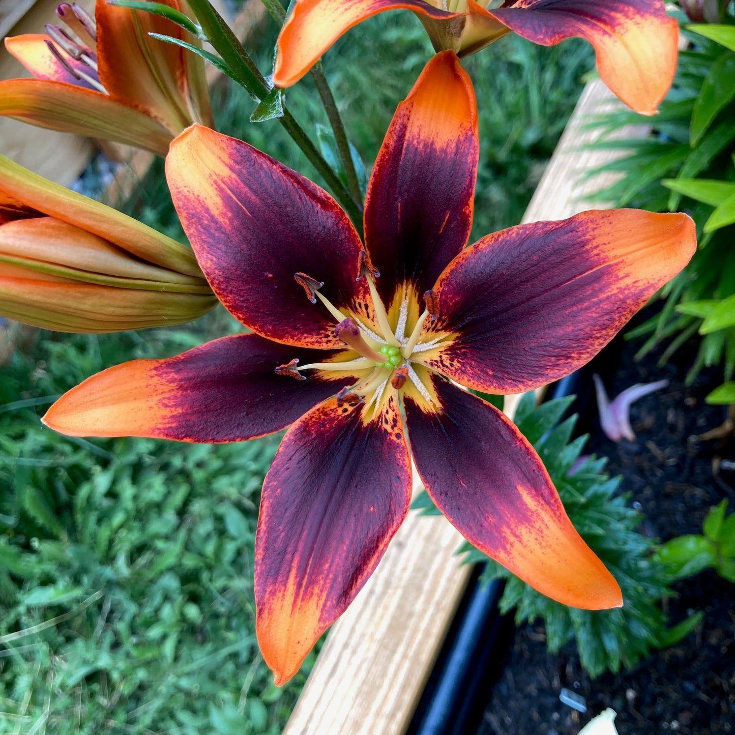 Asiatic Lily Bulbs
