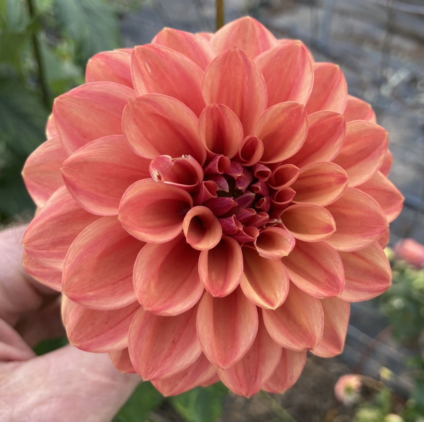 Dahlia 'Ice Tea'