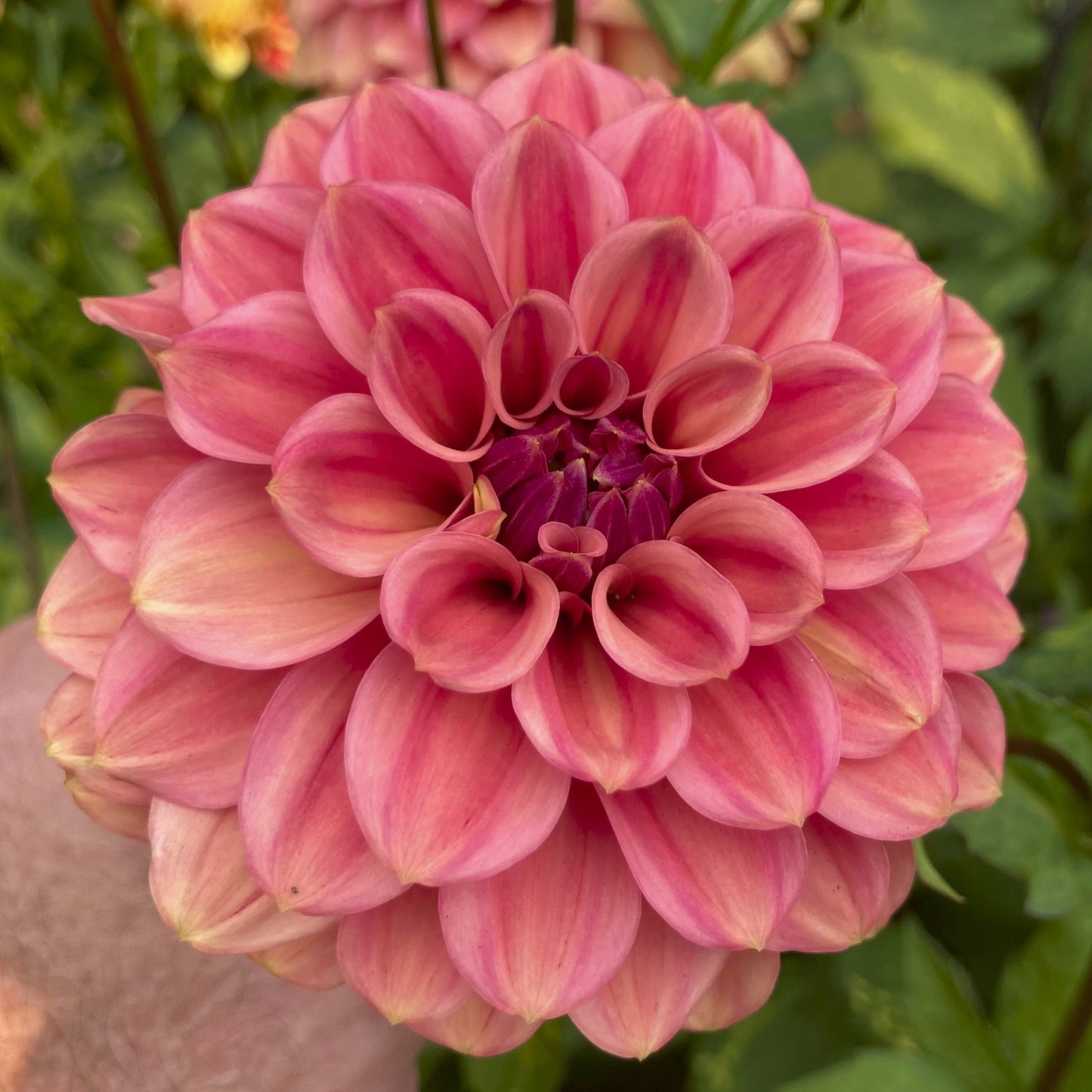 Dahlia 'Ice Tea'